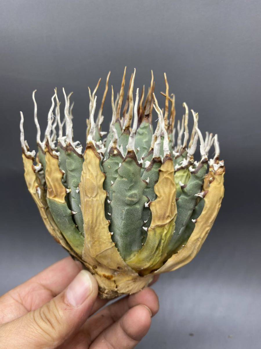 S1006-56 陽炎蕾形厚肉粗曲棘 アガベ ユタエンシス /Agave utahensis