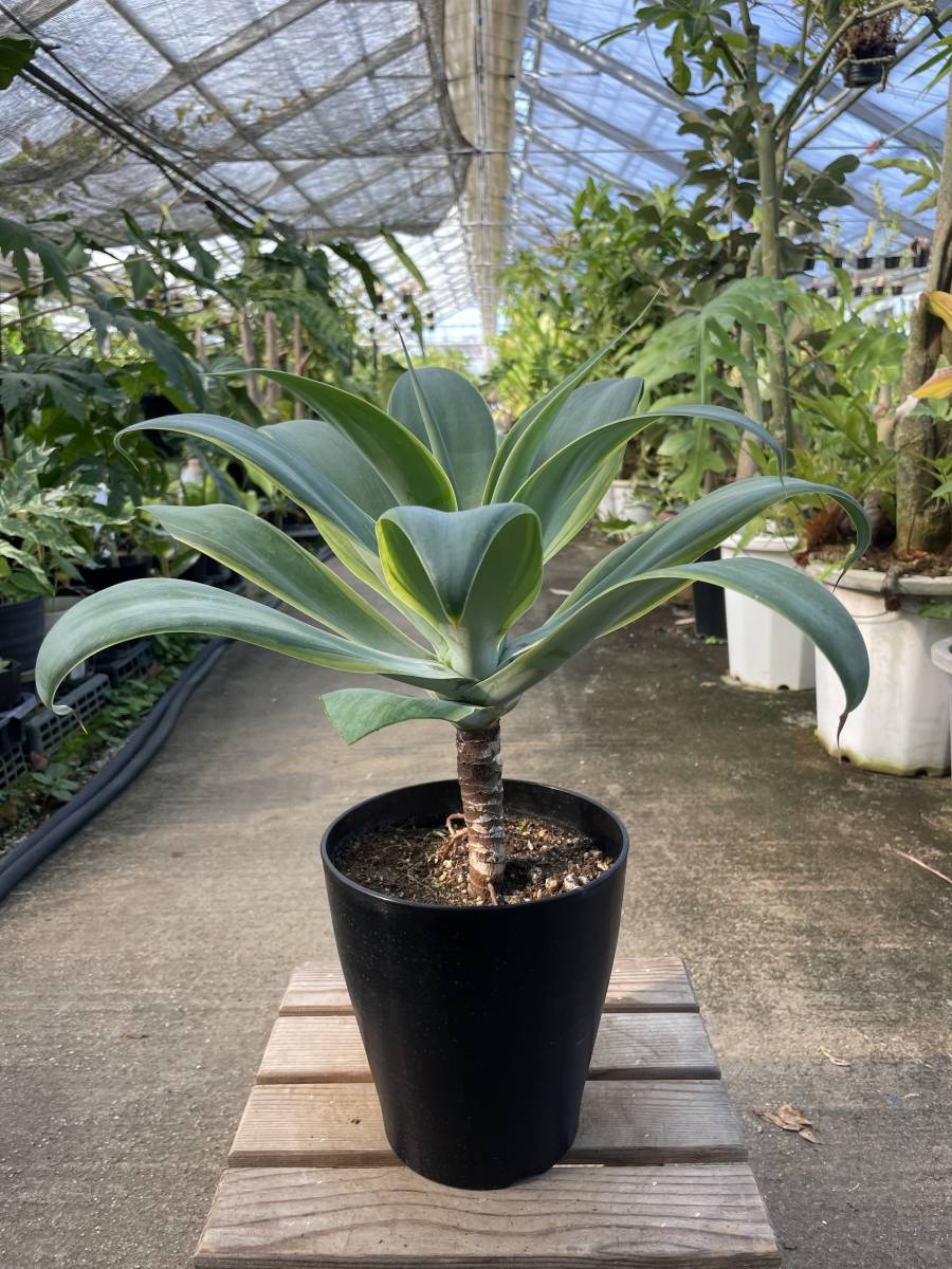アガべ・アテナータ・黄斑　★　Agave Attenuata ' Yellow-Variegata '