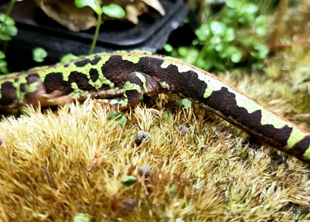 2021年CB マダライモリ 生体3匹 12cm程度 の入札履歴 - 入札者の順位