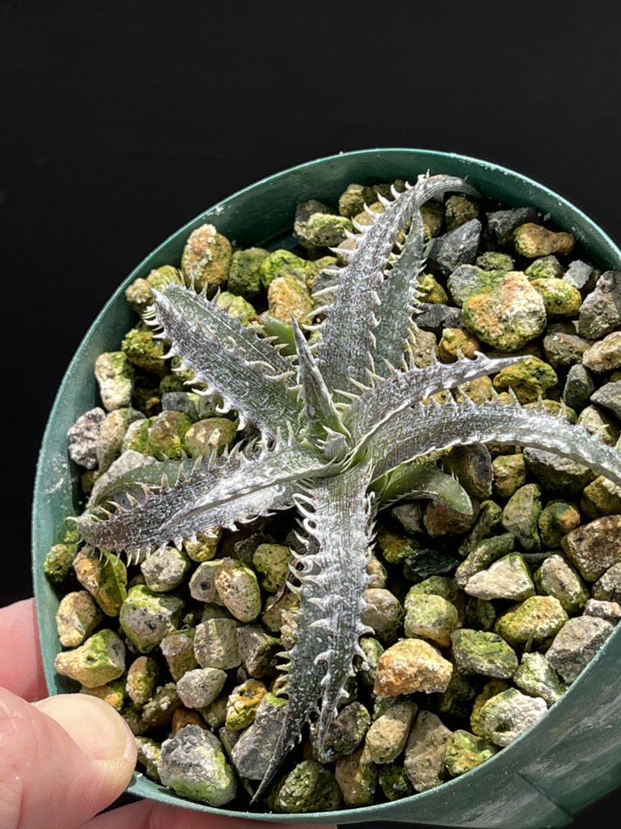ディッキア Dyckia FBB Bill Baker's hybrid from Bryan Chan