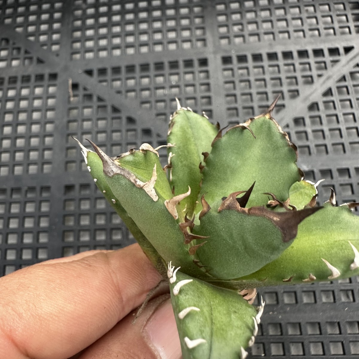 10B 多肉植物アガベ チタノタ 魔丸極上株
