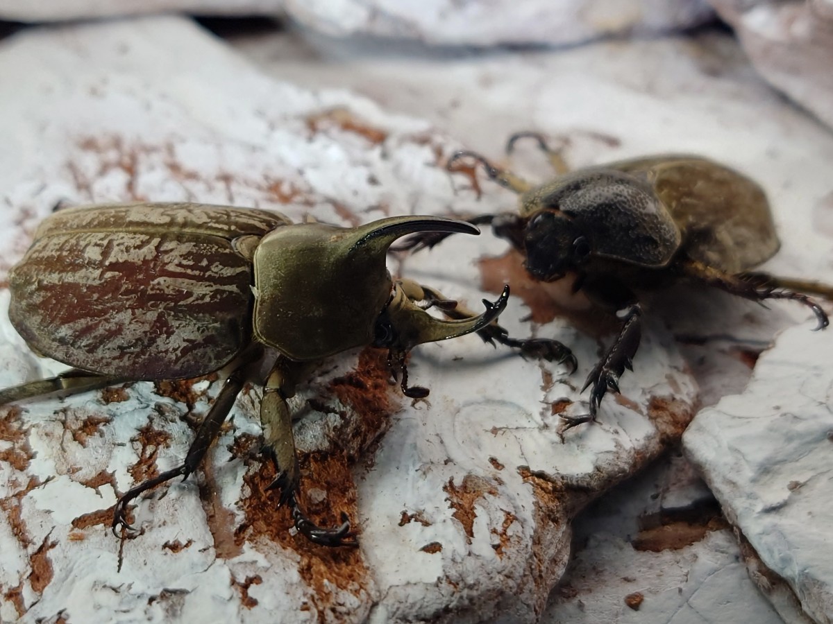 グランディスヒナカブト ♂♀ペア【別血統】【即ブリ可】【未使用 