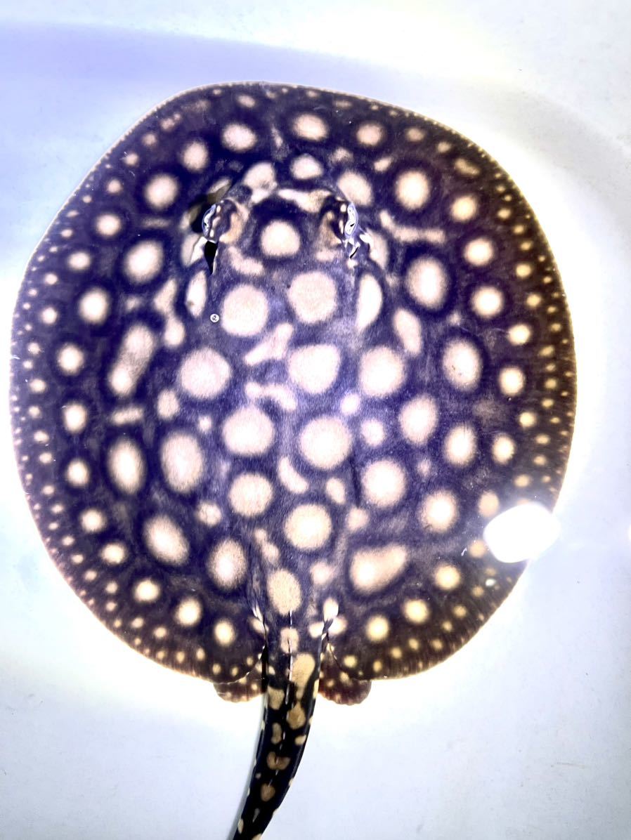 011淡水エイ／♂絶品！ブラックダイヤモンドポルカ約15㌢ 大型魚
