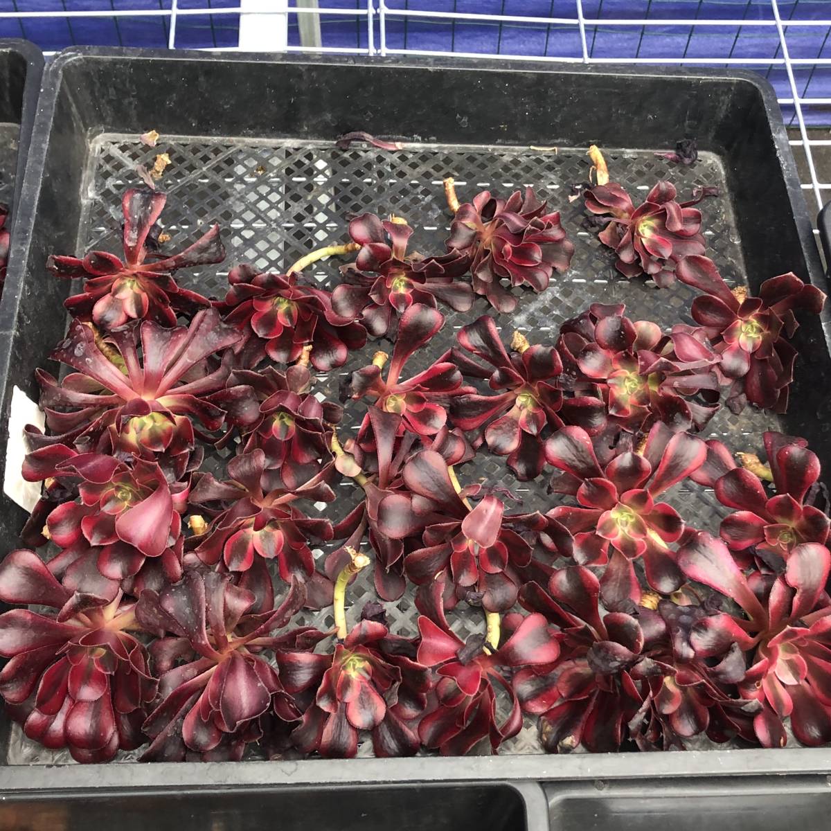 多肉植物24個 1024-D312 メデューサ錦 エケベリア カット苗 