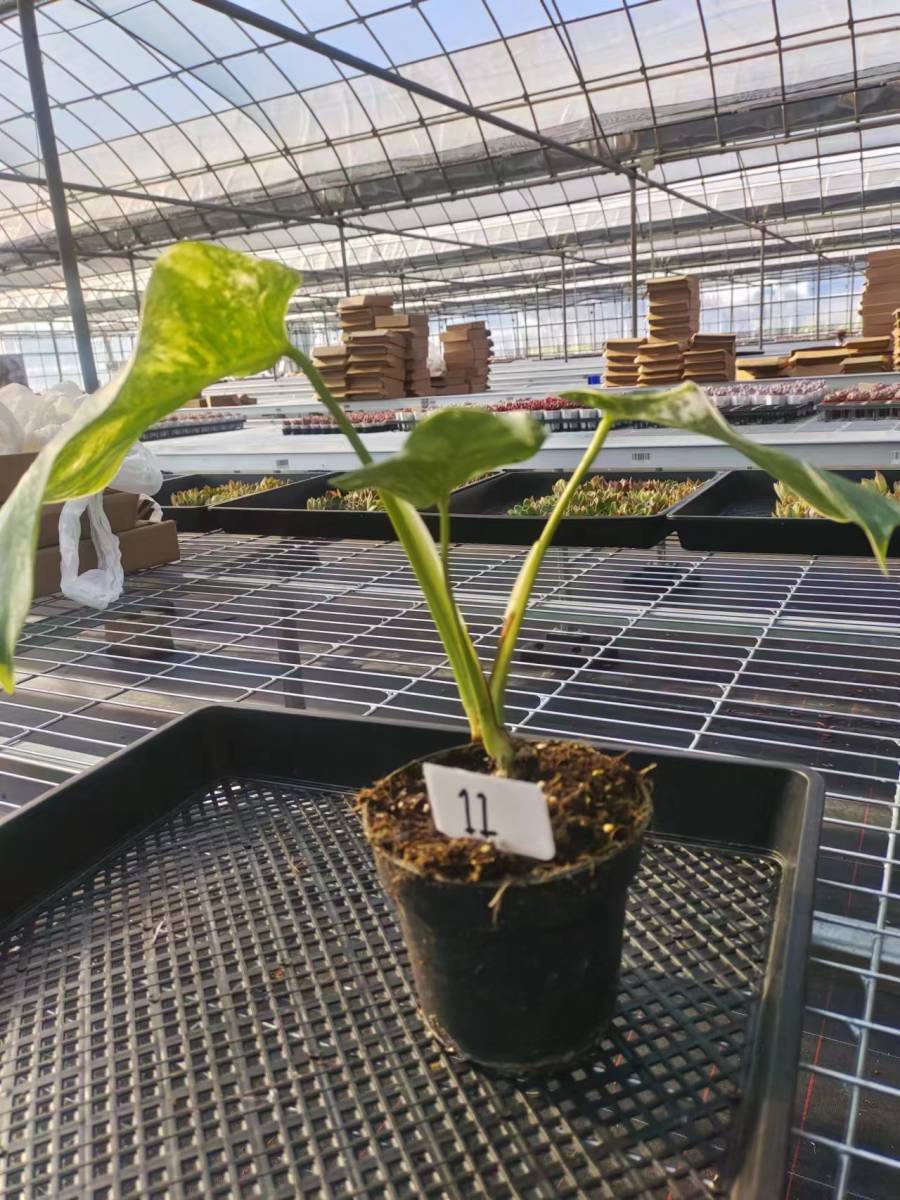 11号　茎高さ：30cmぐらい　モンステラ デリシオーサ verボルシギアナ　斑入り Monstera borsigiana. variegata