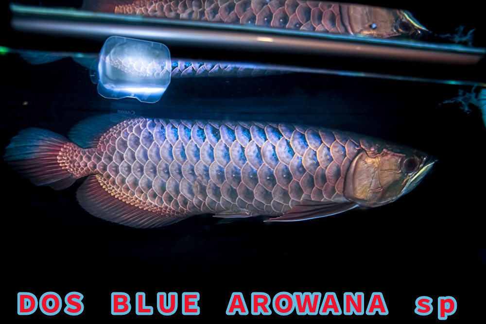 正規品,限定SALE 売り切り、本場マレーシア産 藍底過背金龍の成魚『 DOS・BLUE・AROWANA sp 』 スーパーブルータイプ 55cm NO.4119