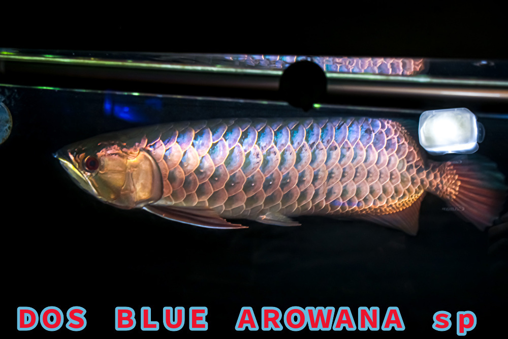 正規品,限定SALE 売り切り、本場マレーシア産 藍底過背金龍の成魚『 DOS・BLUE・AROWANA sp 』 スーパーブルータイプ 55cm NO.4119