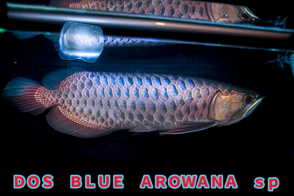 正規品,限定SALE 売り切り、本場マレーシア産 藍底過背金龍の成魚『 DOS・BLUE・AROWANA sp 』 スーパーブルータイプ 55cm NO.4119