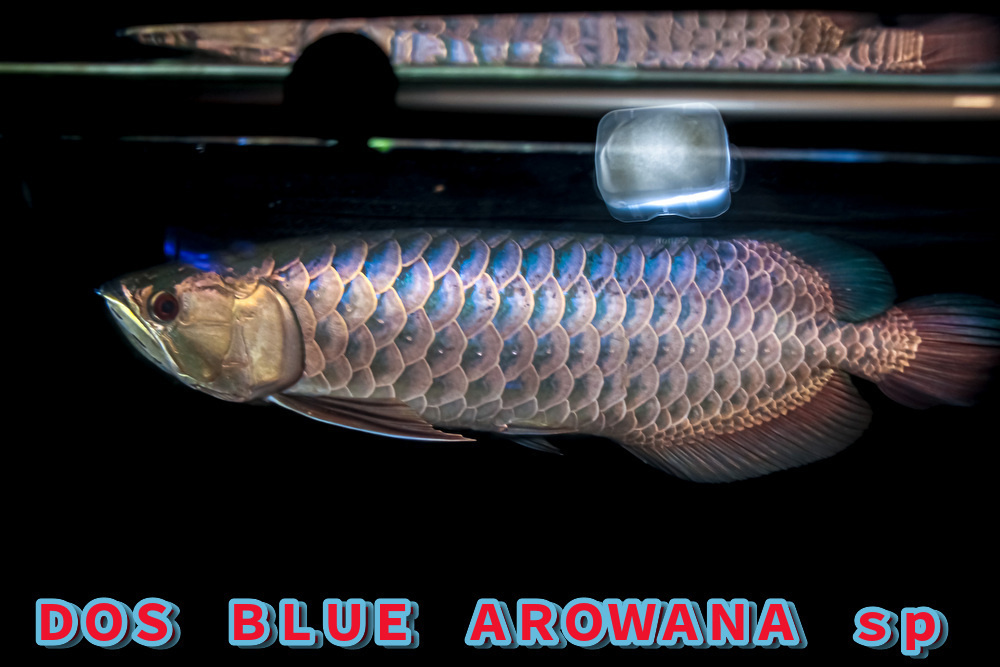 正規品,限定SALE 売り切り、本場マレーシア産 藍底過背金龍の成魚『 DOS・BLUE・AROWANA sp 』 スーパーブルータイプ 55cm NO.4119