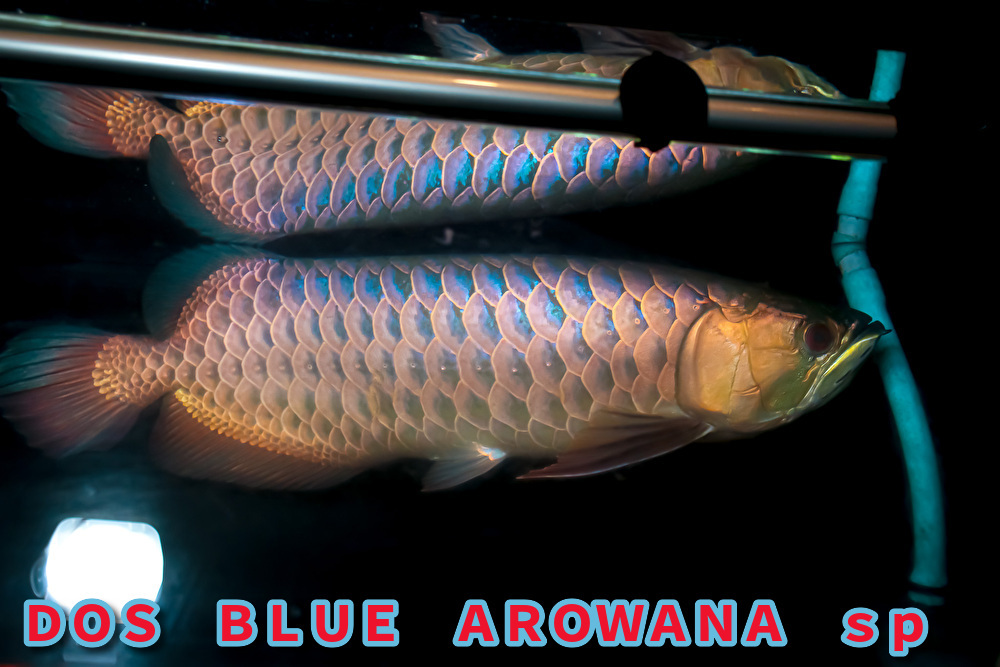 正規品,限定SALE 売り切り、本場マレーシア産 藍底過背金龍の成魚『 DOS・BLUE・AROWANA sp 』 スーパーブルータイプ 55cm NO.4119