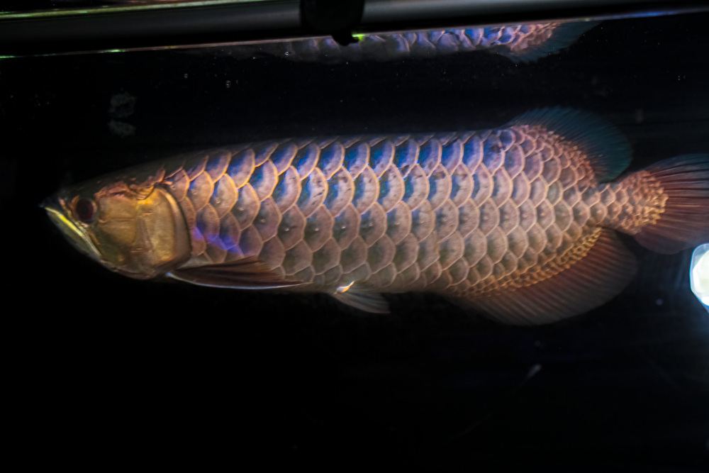 正規品,限定SALE 売り切り、本場マレーシア産 藍底過背金龍の成魚『 DOS・BLUE・AROWANA sp 』 スーパーブルータイプ 55cm NO.4119