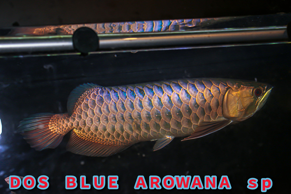 正規品,限定SALE 売り切り、本場マレーシア産 藍底過背金龍の成魚『 DOS・BLUE・AROWANA sp 』 スーパーブルータイプ 55cm NO.4119