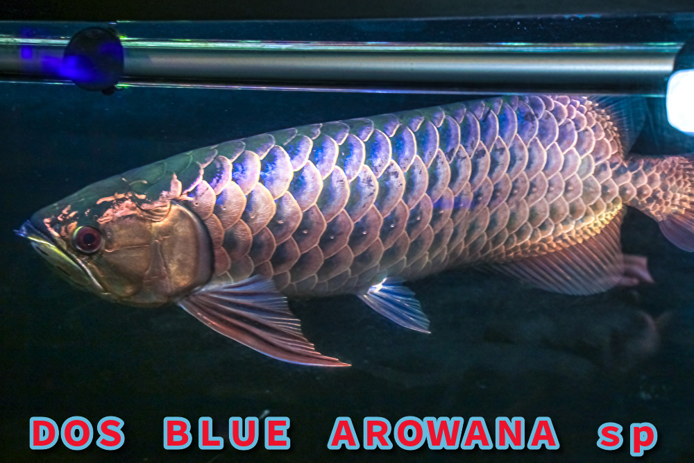 正規品,限定SALE 売り切り、本場マレーシア産 藍底過背金龍の成魚『 DOS・BLUE・AROWANA sp 』 スーパーブルータイプ 55cm NO.4119