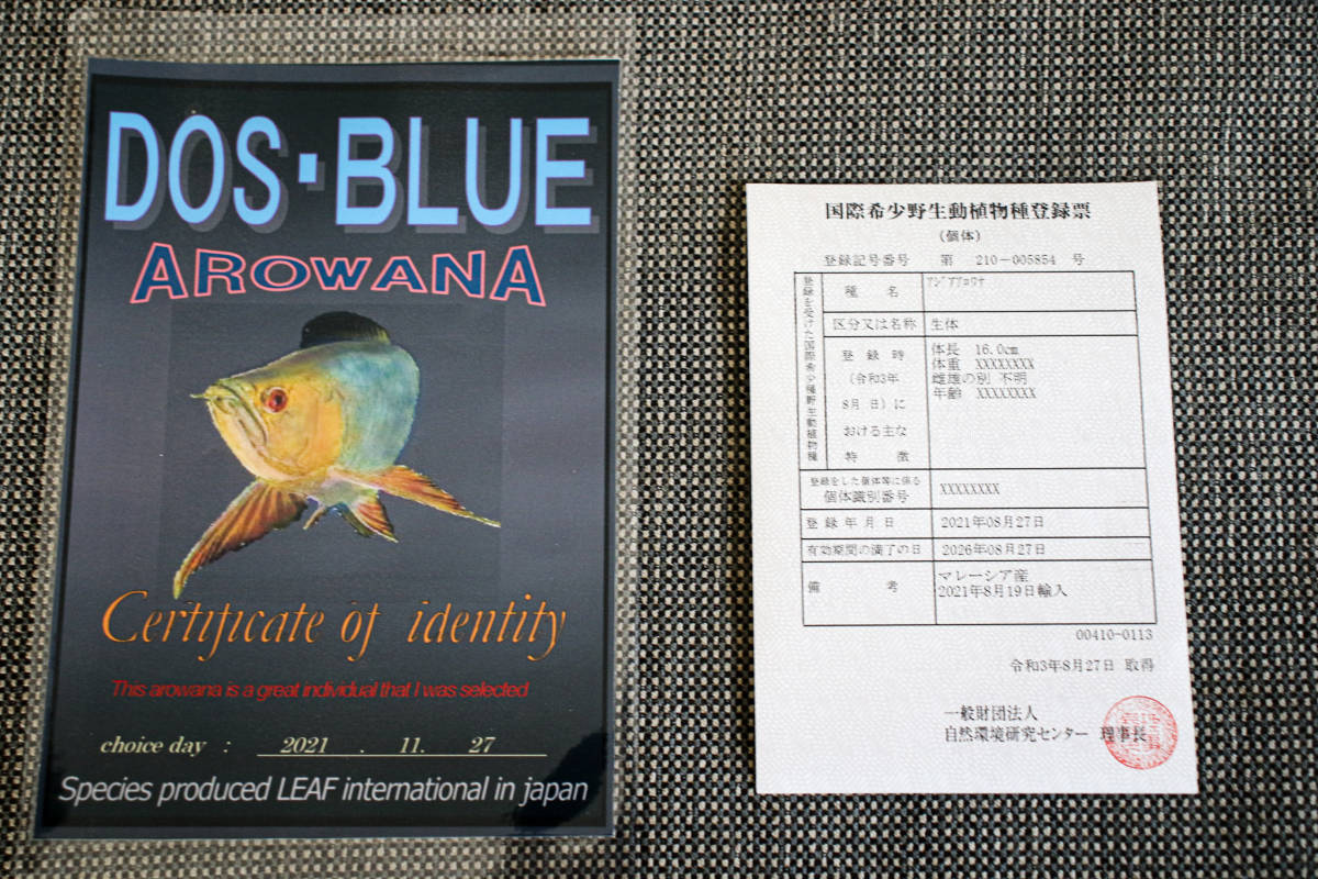 正規品,限定SALE 売り切り、本場マレーシア産 藍底過背金龍の成魚『 DOS・BLUE・AROWANA sp 』 スーパーブルータイプ 55cm NO.4119