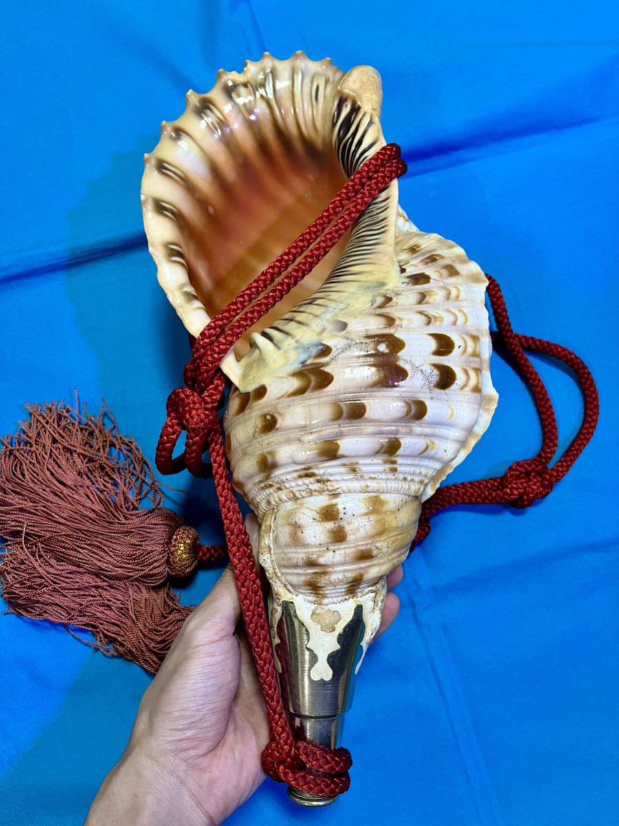 法螺貝 ホラ貝 美品 特大 約40cm