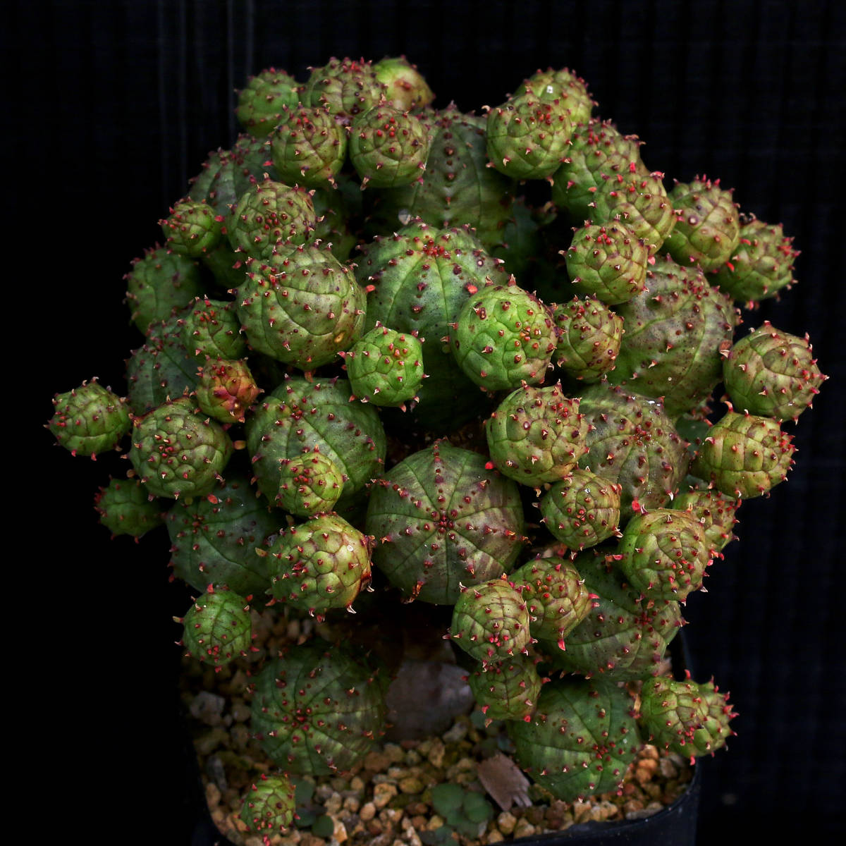Euphorbia | ユーフォルビア プセウドグロボーサ ユーフォルビア 