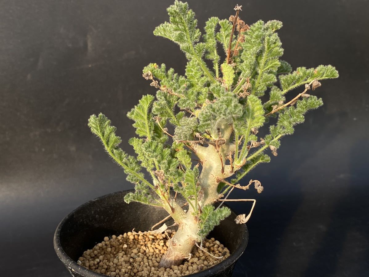 ☆ペラルゴニウム/アルテルナンス☆Pelargonium alternans【25.07