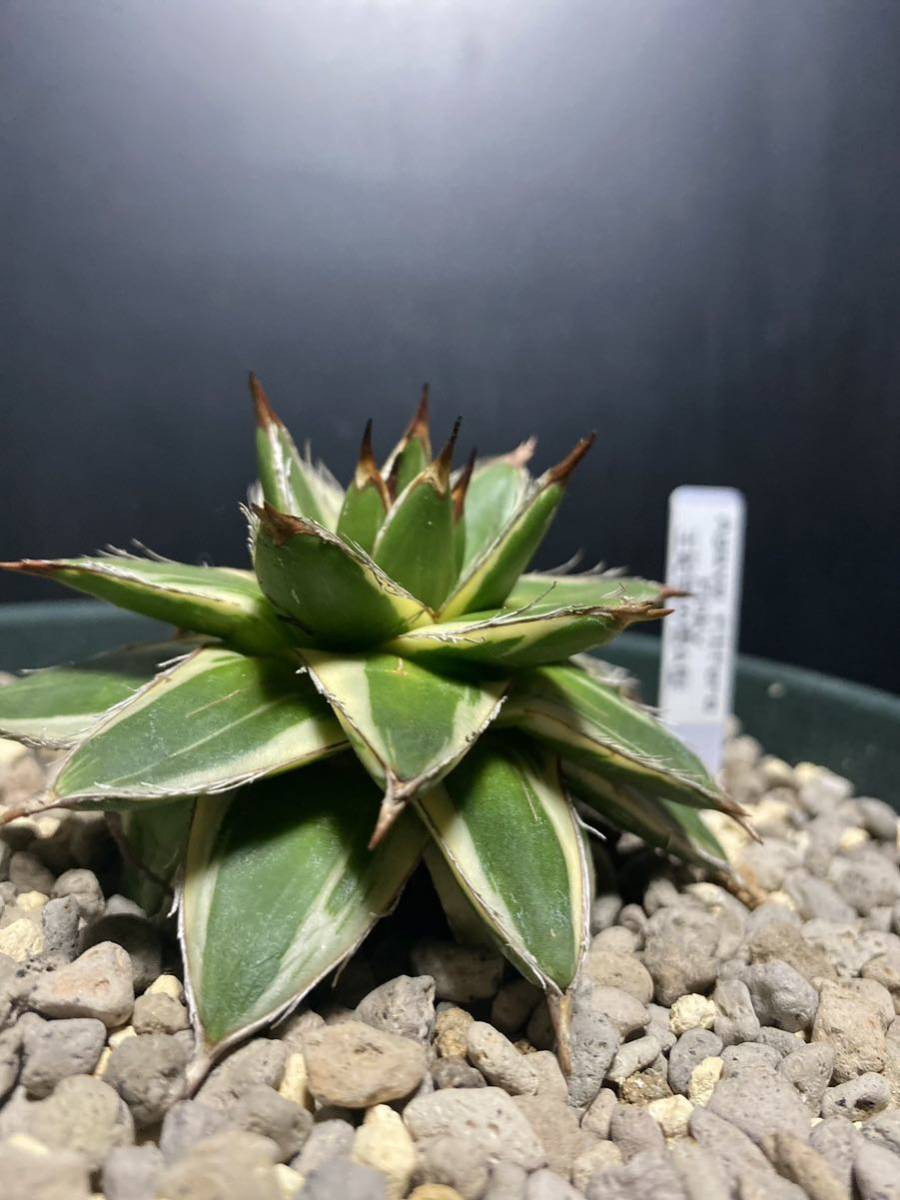 アガベ ピンキー 観葉植物 アガベの最高峰 成長記録｜🍀GreenSnap