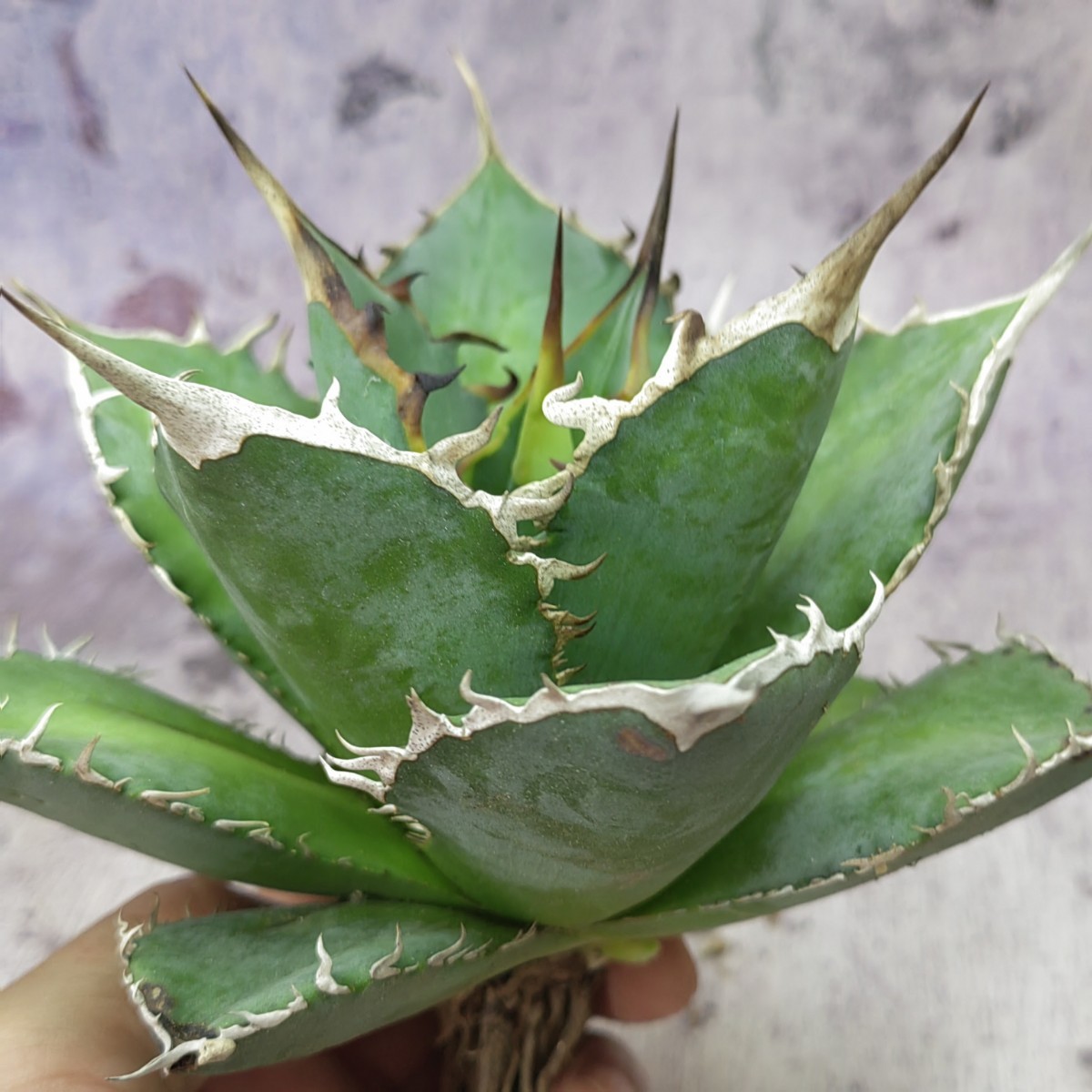  38 アガベ チタノタ &ldquo;烈焔&rdquo; Agave Titanota 烈焔 極上株 検 シーザー ハデス オテロイ オアハカ 白犀牛 包心龍 清櫻(アガベ)｜売買されたオークション情報、yahooの商品情報をアーカイブ公 アガベ
