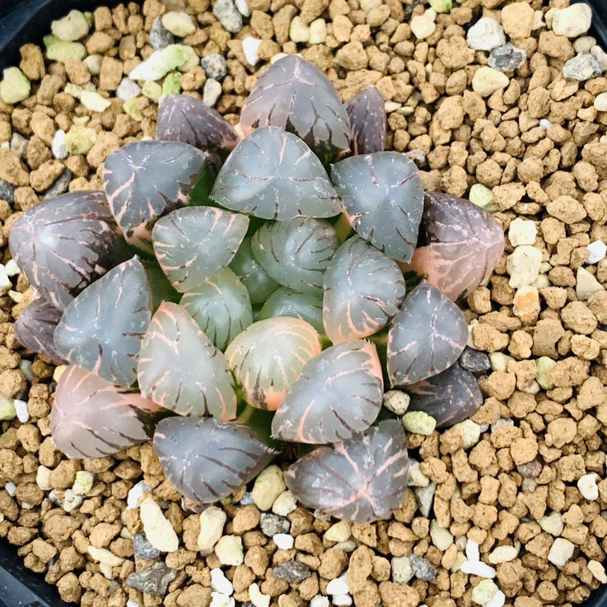 5 サボテン 花牡丹 カリフラワー 牡丹（接おろし・自根・抜き苗発送