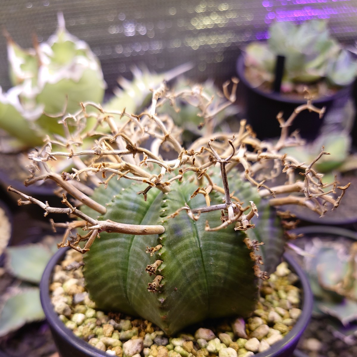 多肉植物24個 1114-D081 ホワイトスワン（白鳥） *送料調整 入札前に