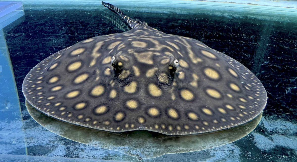 ビックスポットブラックダイヤモンド ポルカ　オス17cm位　(1110s0a1103)