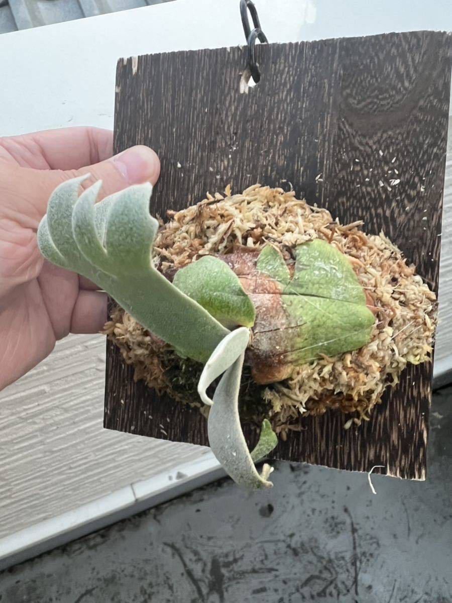 P.willinckii super dwarf 