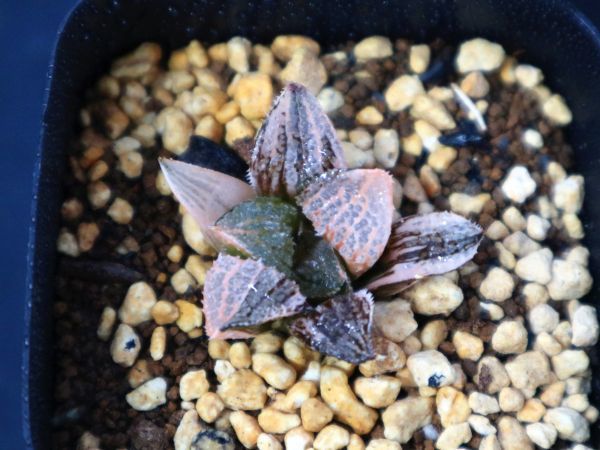 ハオルチア 20M 多肉植物 彩黒蝶龍錦糊斑 自家繁殖 公式通販 and