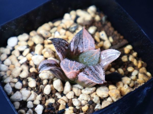 ハオルチア 20M 多肉植物 彩黒蝶龍錦糊斑 自家繁殖 公式通販 and