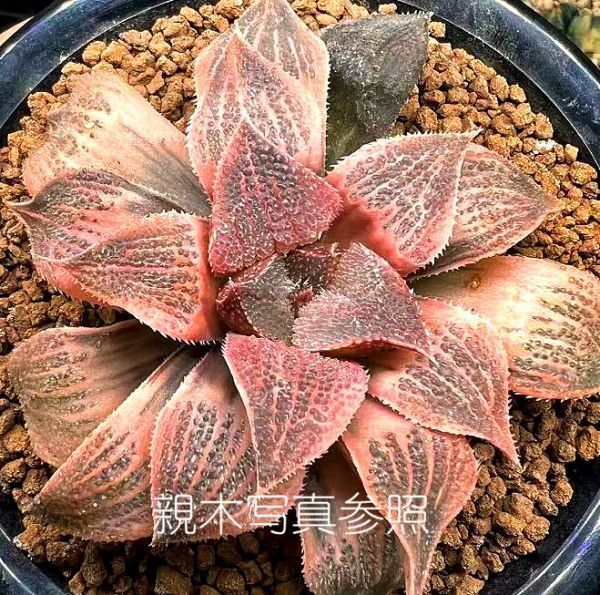 ハオルチア 20M 多肉植物 彩黒蝶龍錦糊斑 自家繁殖 公式通販 and