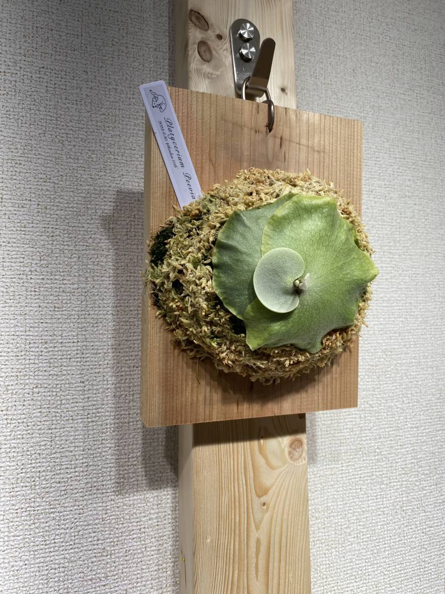 P.white mr-oat(preevia)ビカクシダ 観葉植物 花、園芸 【公式通販】