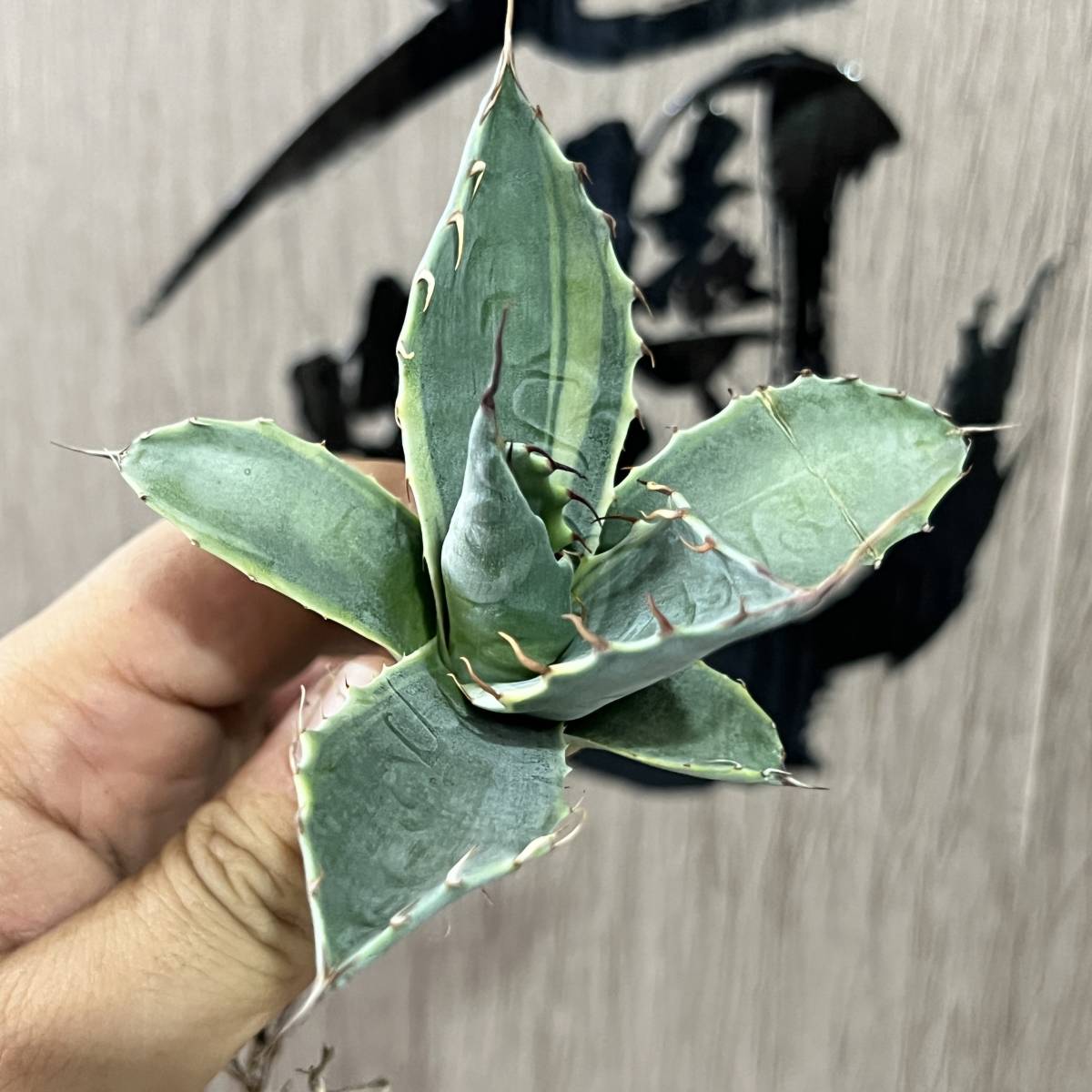 龍園觀】No.45 特選 アガベ 多肉植物 耐寒性 吉祥天錦 パリー