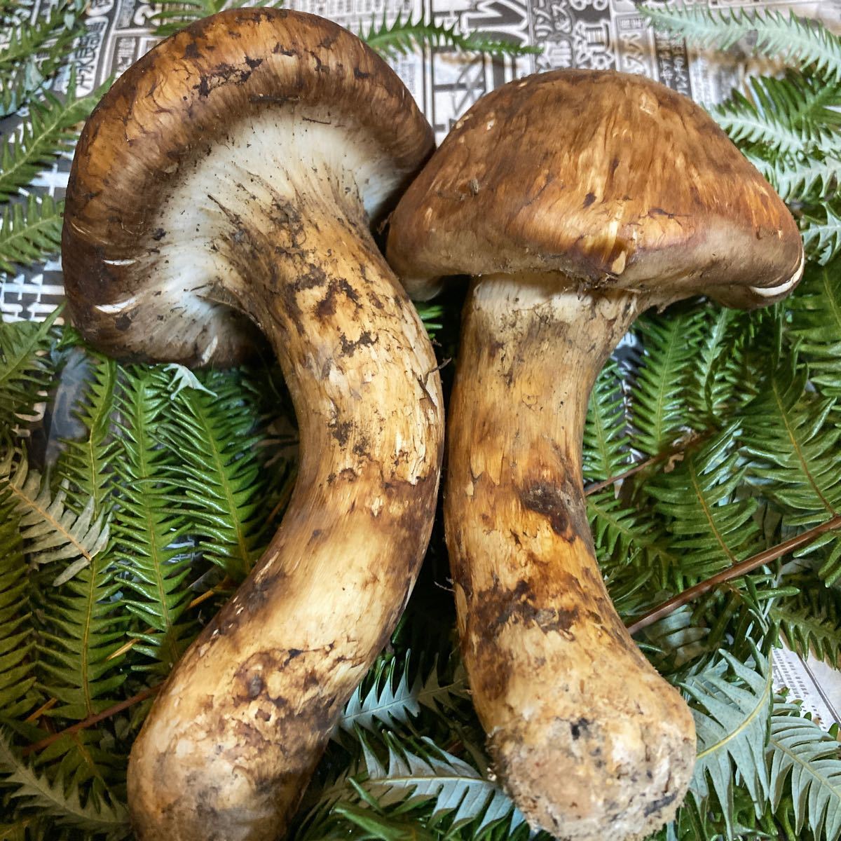 ①特大つぼみ松茸！写真が現品になります！贈答にも最適です！天然地山