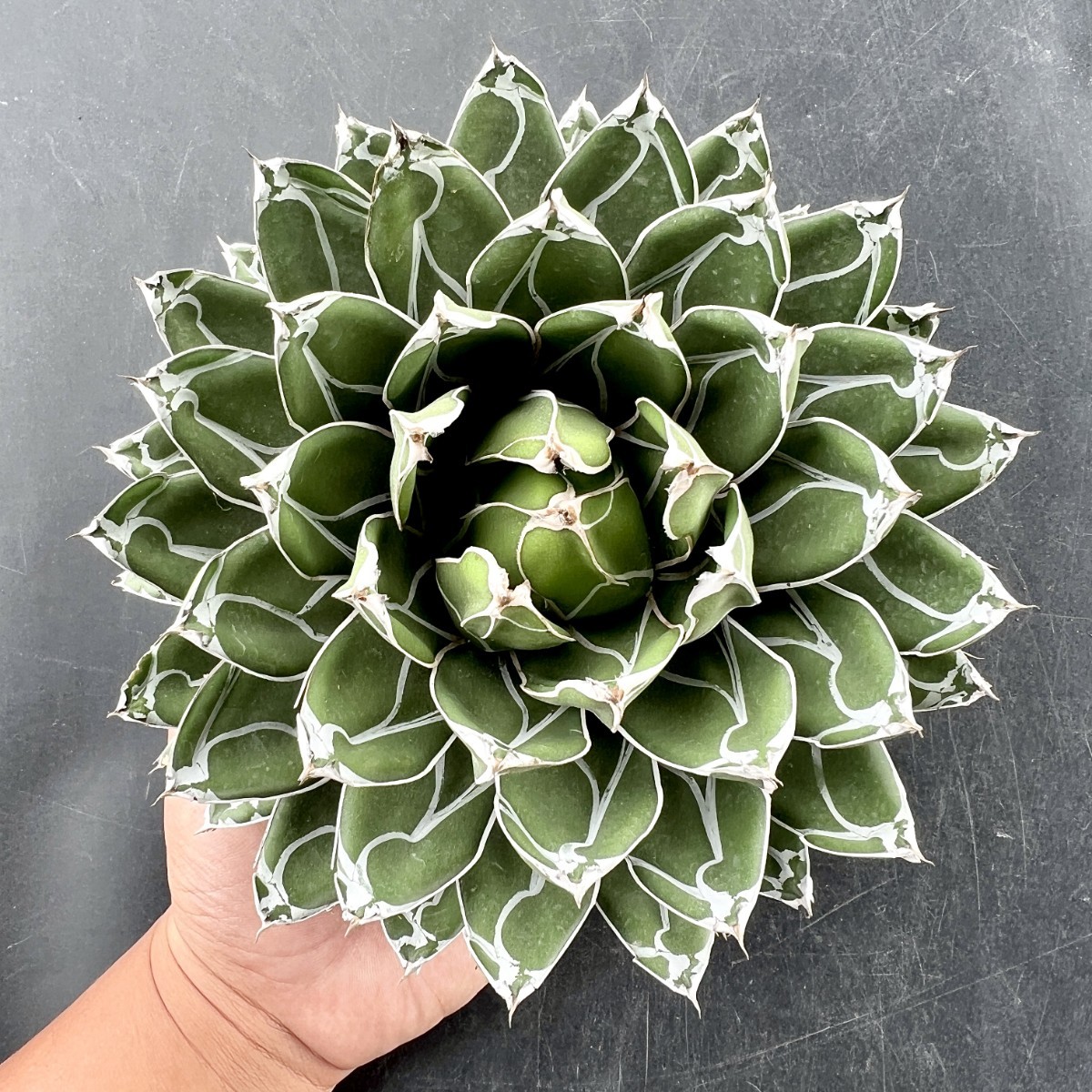 A44-18 株を厳選 多肉植物 アガベ ダルマ笹の雪 濃白株 極上株 20CM超大株 包葉 球形 極美極上株