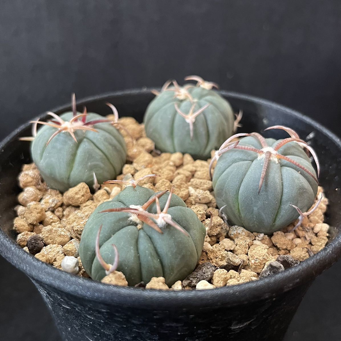 エキノカクタス 尖紅丸 サボテン 多肉植物 刺と塊