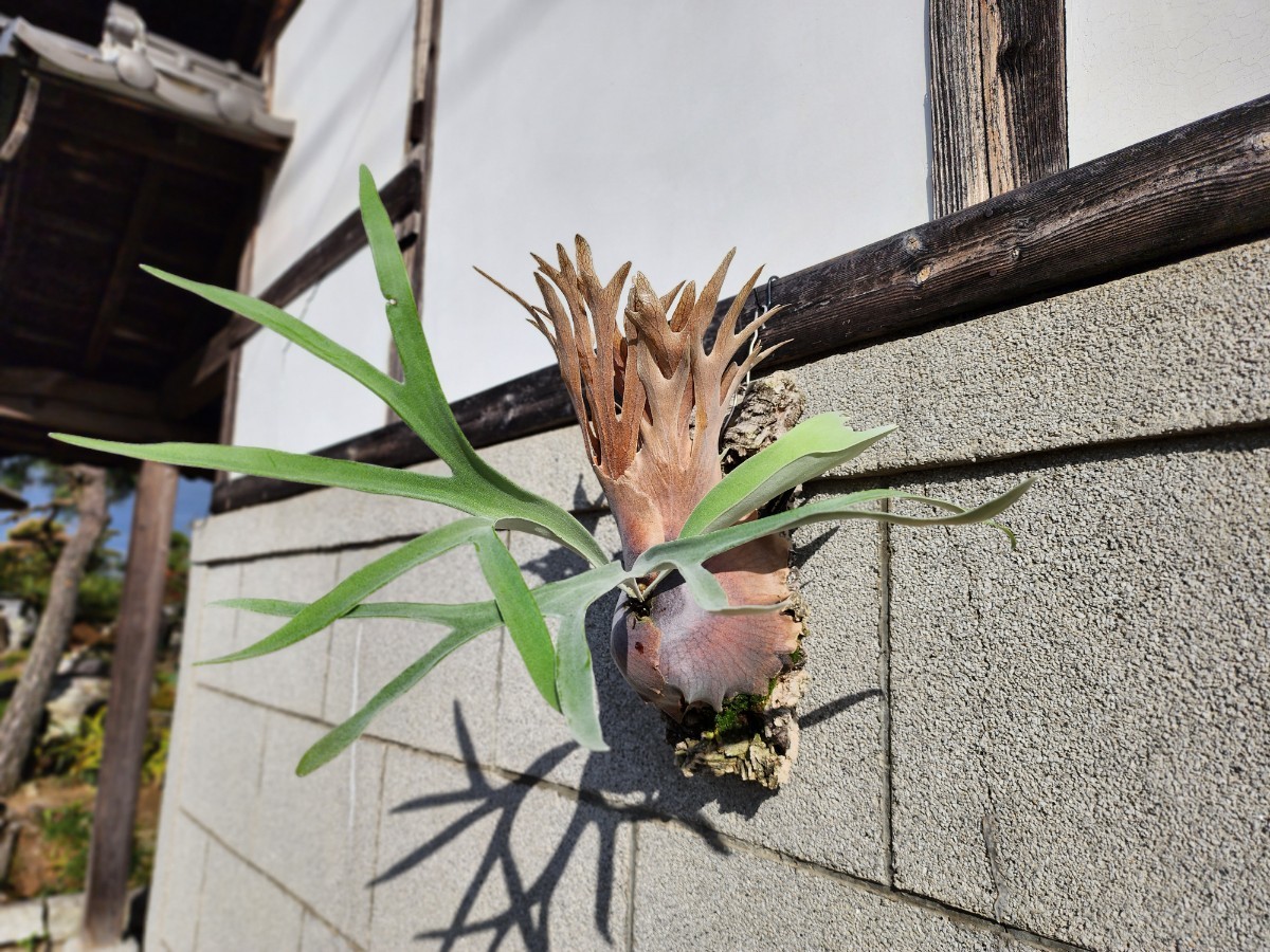 P. veitchii 'Lemoinei' High shield 親株 ベイチー ビーチー P. veitchii 'Lemoinei' High shield 親株 ベイチー ビーチー