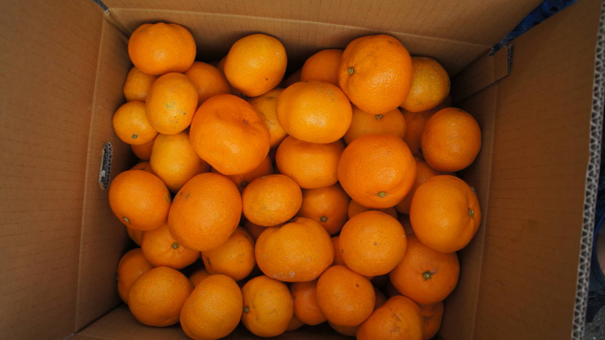 ☆3訳あり三ケ日早生みかん10キロ「本州(青森・秋田・岩手を除く)四国」送料無料☆