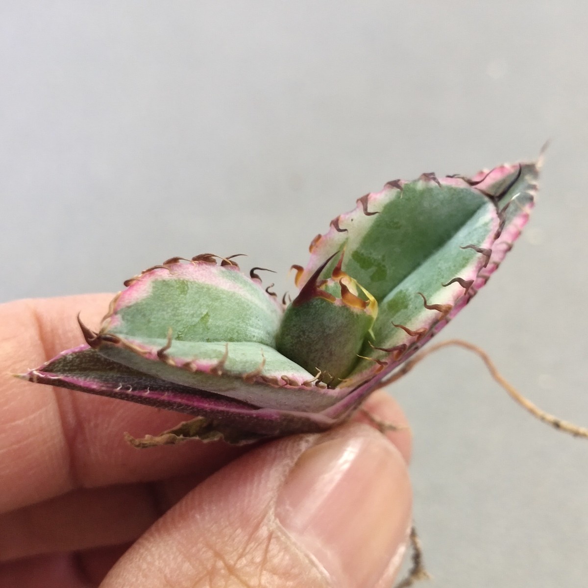 アガベ チタノタ BB錦 白覆輪斑 ブラックアンドブルー錦 発根済み