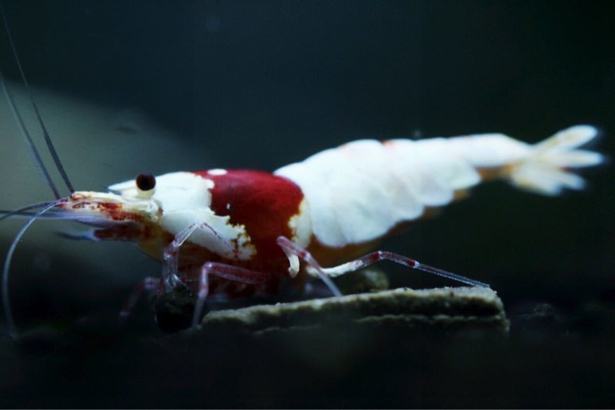【本日限定】《Howl＆Louis》Red Bee Shrimp 超極上 種親にどうぞ ②