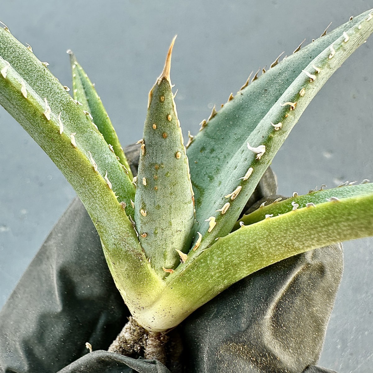 チタノタ agave 帝君 emperor - Yahoo!オークション アガベ titanota