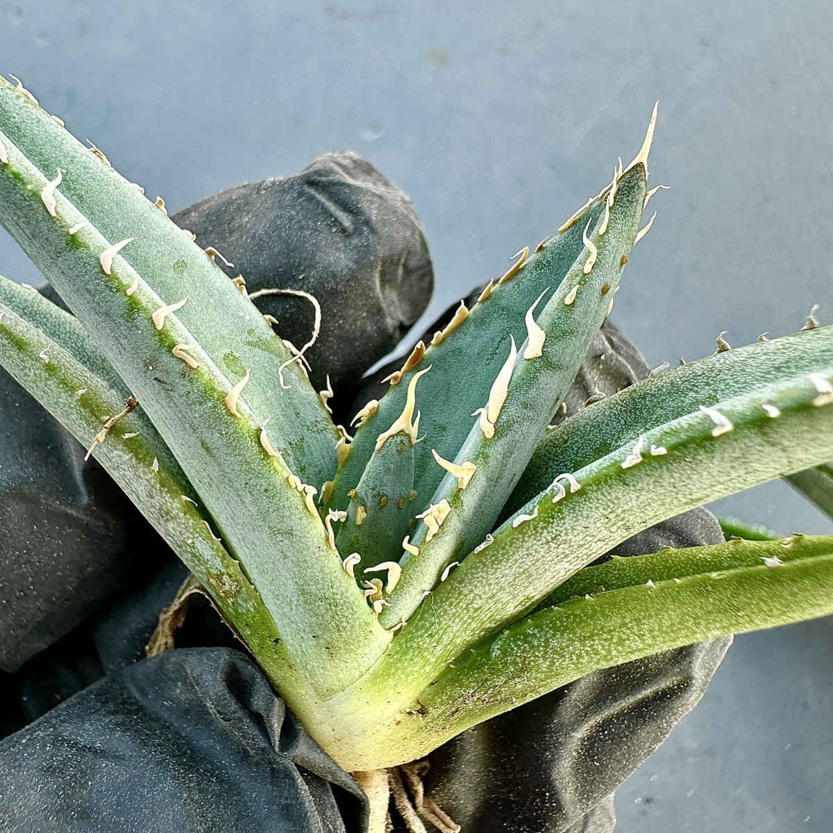 チタノタ agave 帝君 emperor - Yahoo!オークション アガベ titanota