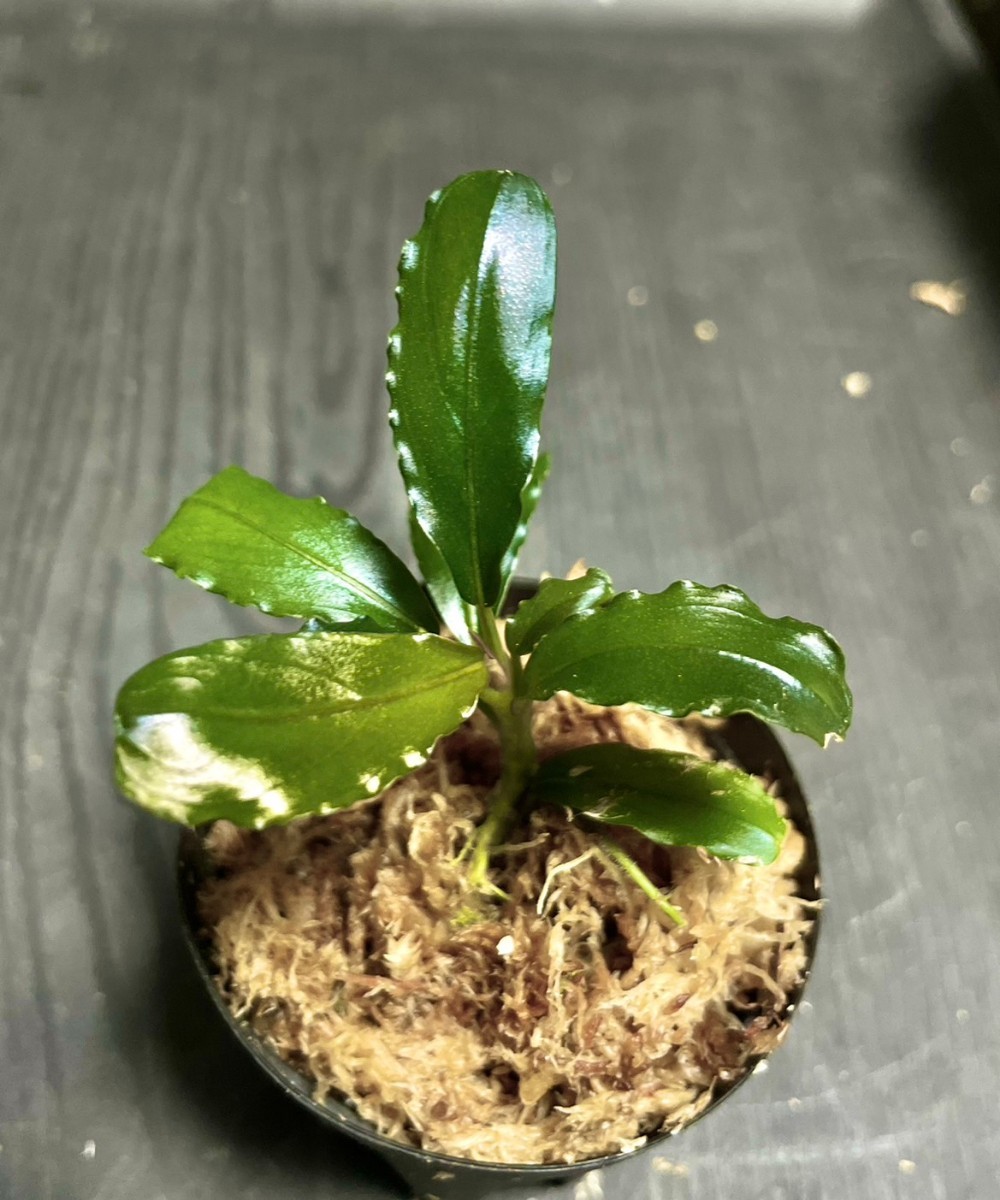 Bucephalandra sp.Sayan3 Melawi 【TB】 Bucephalandra sp.Sayan3