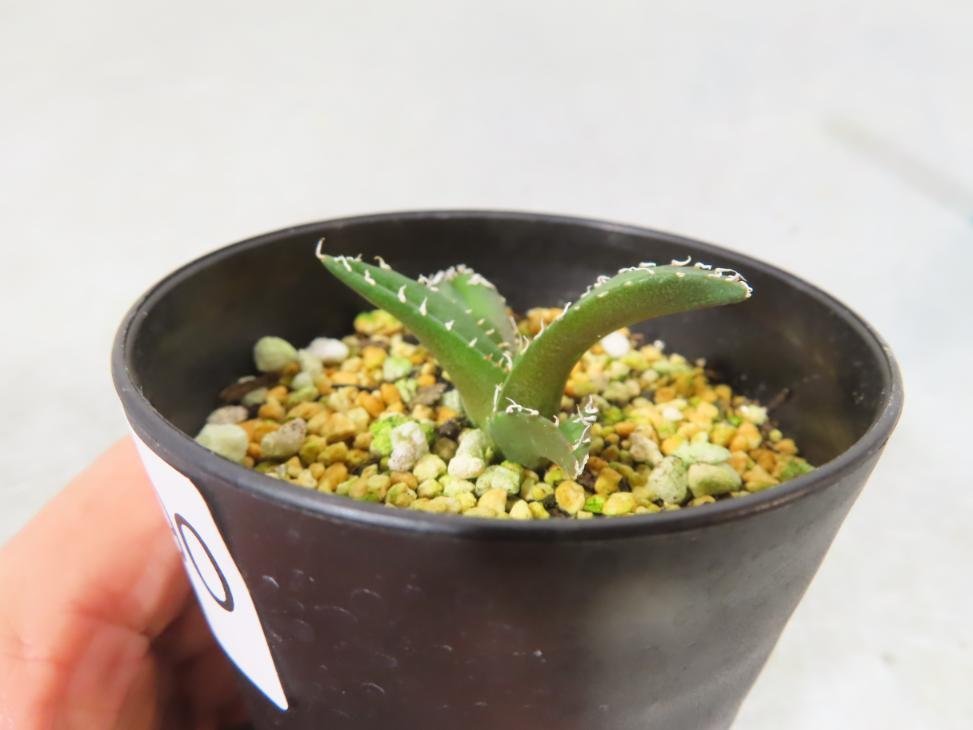 エ0190 「激レア高級品種】アガベ チタノタ 南アフリカダイヤモンド【発根・子株・Titanota South African Diamond (SAD) 】