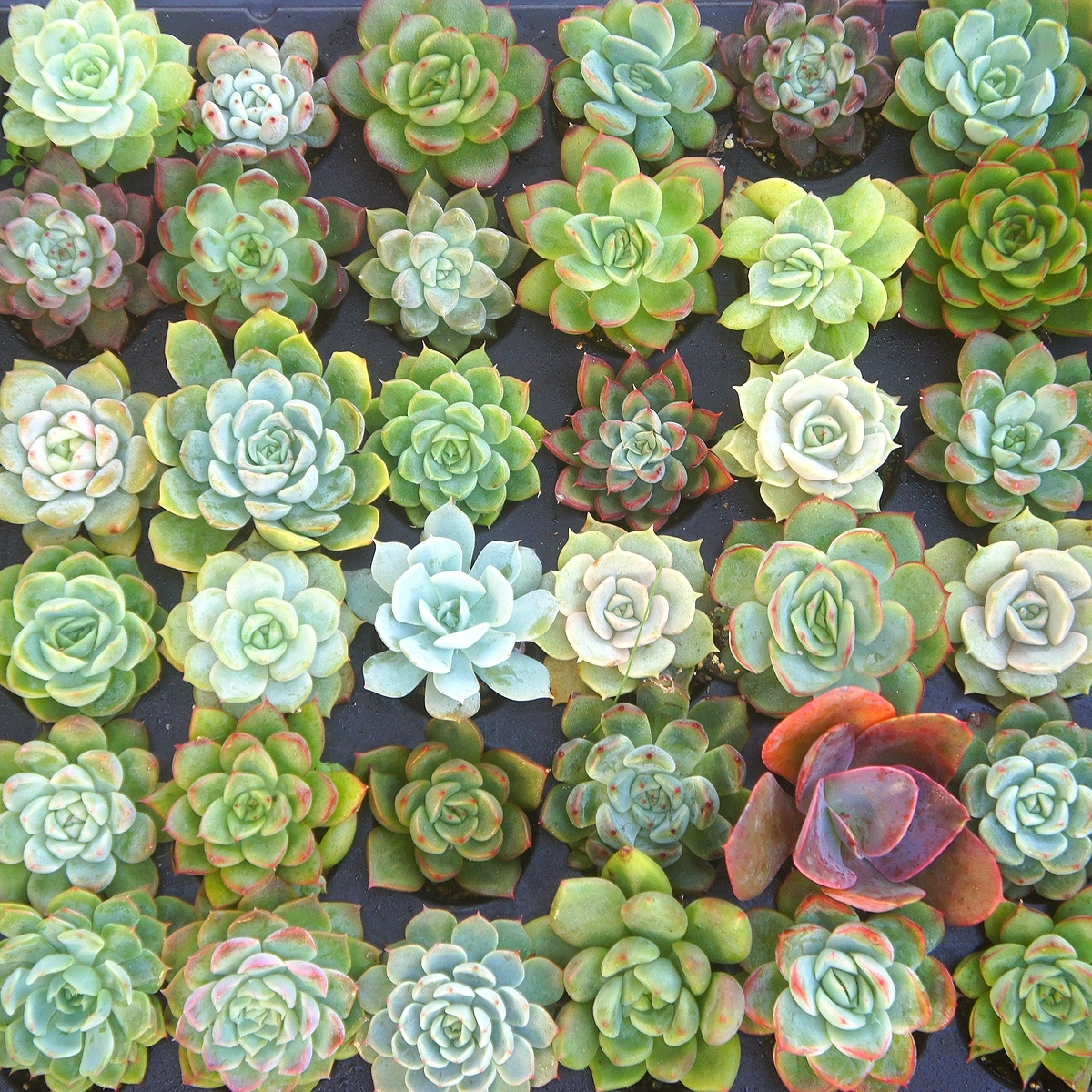 43 多肉植物 ハオルチア 大窓万象錦 極上斑 多肉植物 ハオルチア 万象