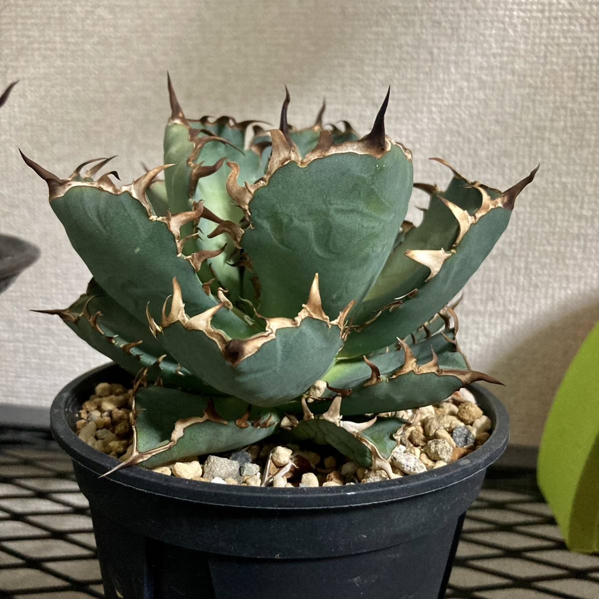 鰐亀 AGAVEチタノタ TITANOTA鰐亀 台湾クローン AGAVE TITANOTA鰐亀