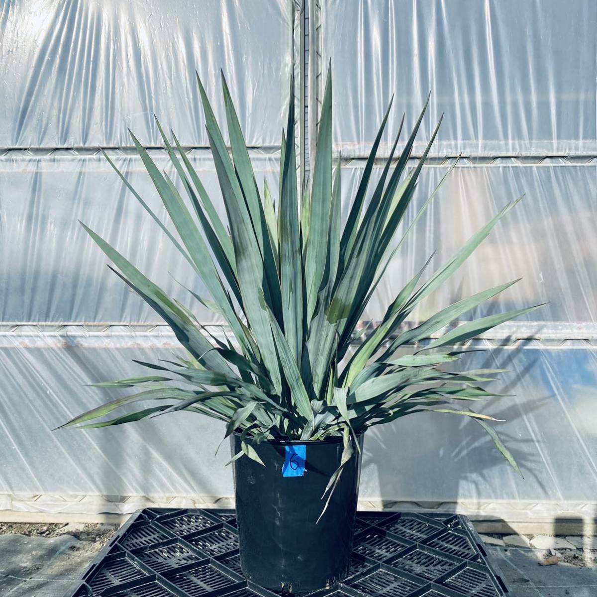 ⑥希少ユッカ シルバーアニバーサリー 検)観葉植物 ドライガーデン ロストラータ アガベ ヤシ サボテン ガーデニング 地植え 耐寒性 美株