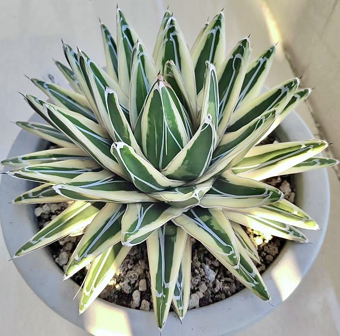 アガベ B4 株を厳選します 多肉植物 アガベ ダルマ笹の雪 濃白株 極上
