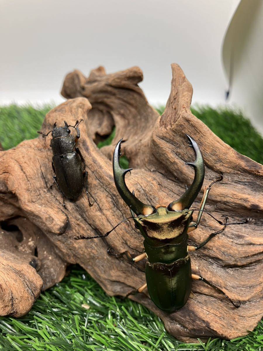 即ブリ　エラフスホソアカクワガタ　ペア