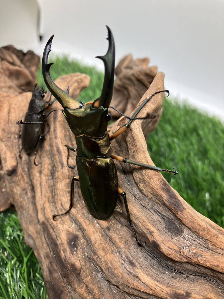 即ブリ　エラフスホソアカクワガタ　ペア