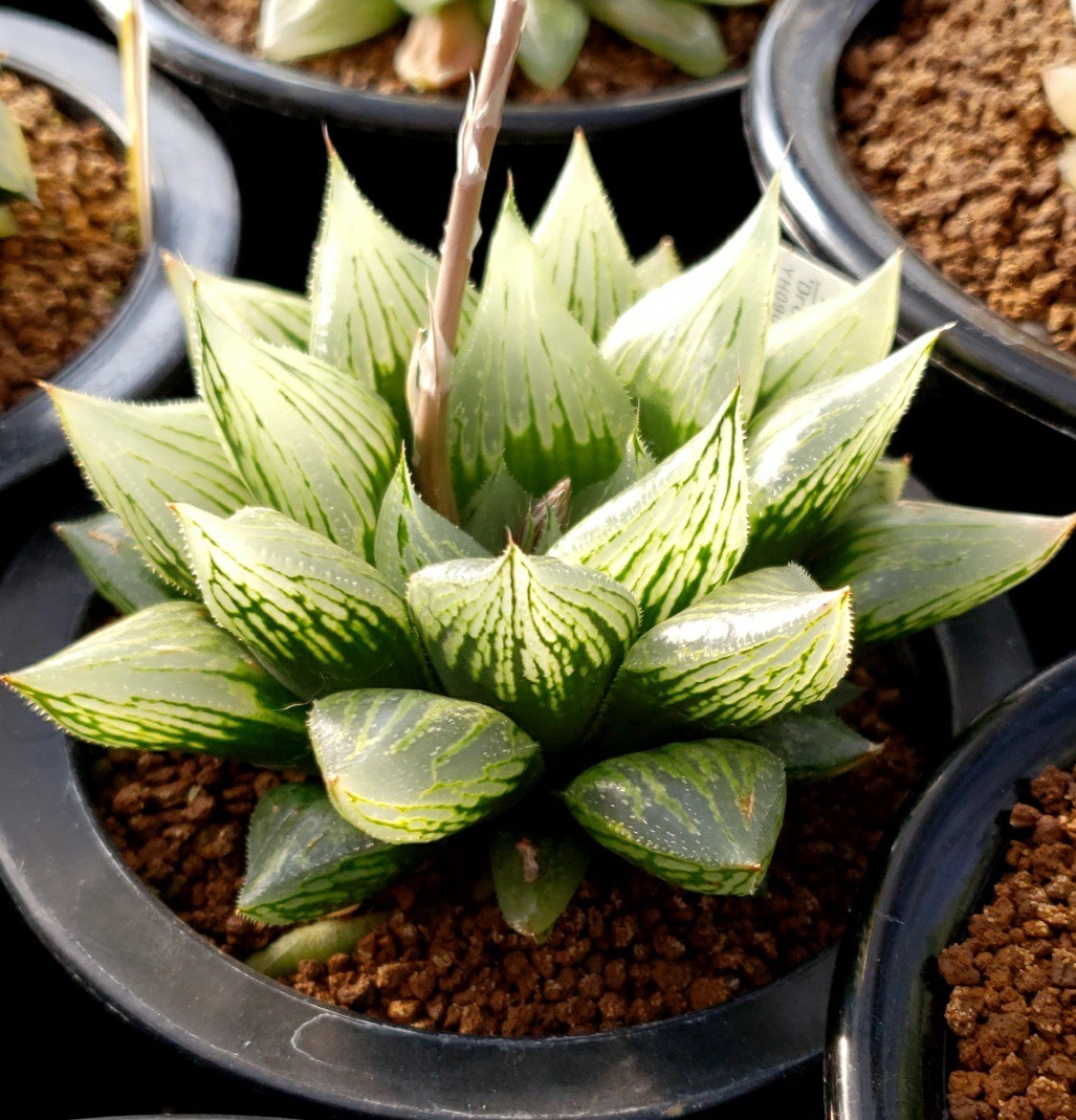 ハオルチア　ナイルの一滴　カキコセット　根があり 多肉植物 ハオルチア 【ナイルの一滴】カキコ ハオルチア ナイルの一滴